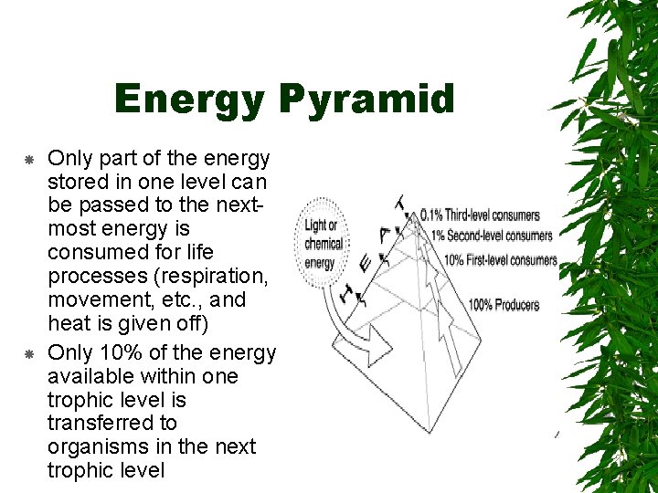 Energy Pyramid Only part of the energy stored in one level can be passed