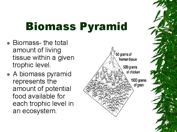 Biomass Pyramid Biomass- the total amount of living tissue within a given trophic level.