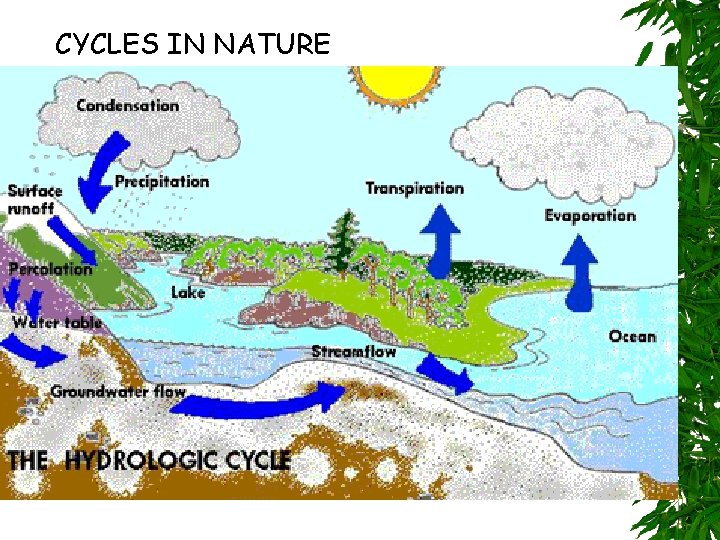CYCLES IN NATURE 