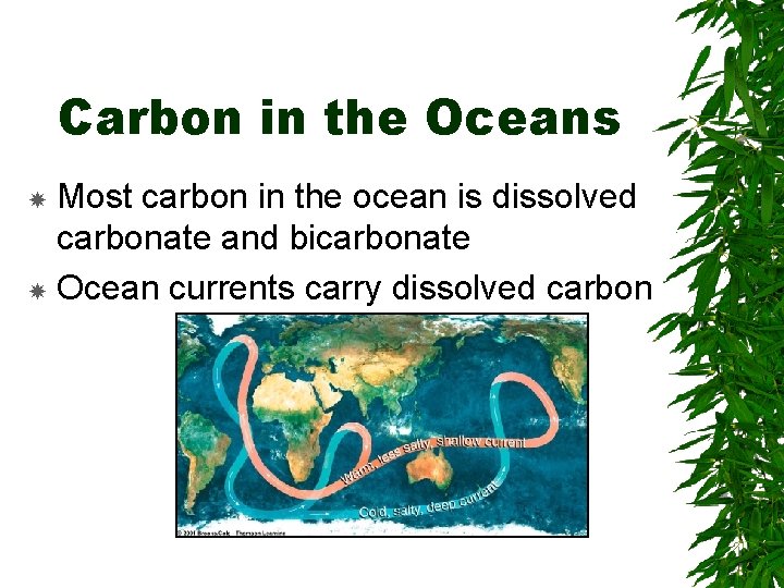 Carbon in the Oceans Most carbon in the ocean is dissolved carbonate and bicarbonate