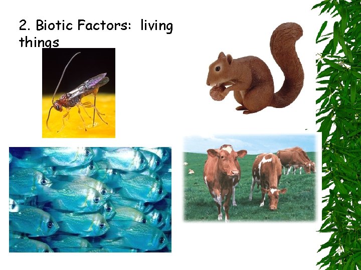 2. Biotic Factors: living things 