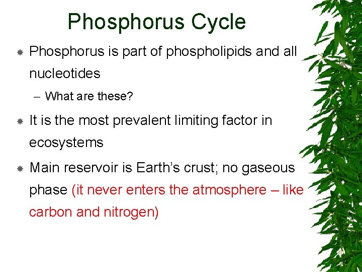 Phosphorus Cycle Phosphorus is part of phospholipids and all nucleotides – What are these?