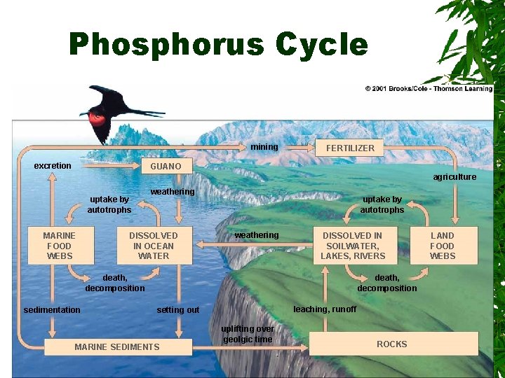 Phosphorus Cycle mining excretion FERTILIZER GUANO agriculture uptake by autotrophs MARINE FOOD WEBS weathering