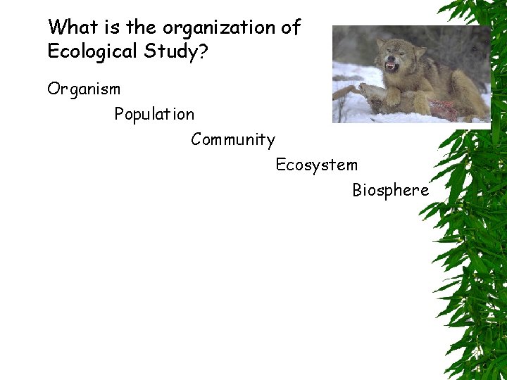 What is the organization of Ecological Study? Organism Population Community Ecosystem Biosphere 