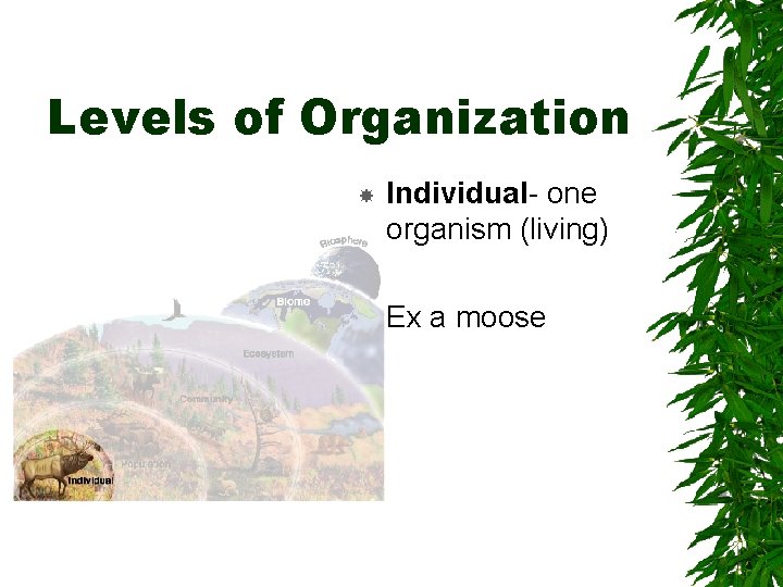 Levels of Organization Individual- one organism (living) Ex a moose 