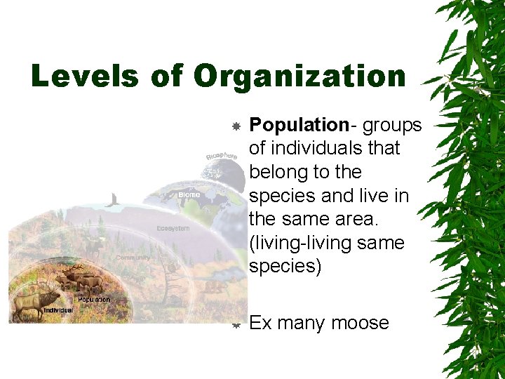 Levels of Organization Population- groups of individuals that belong to the species and live