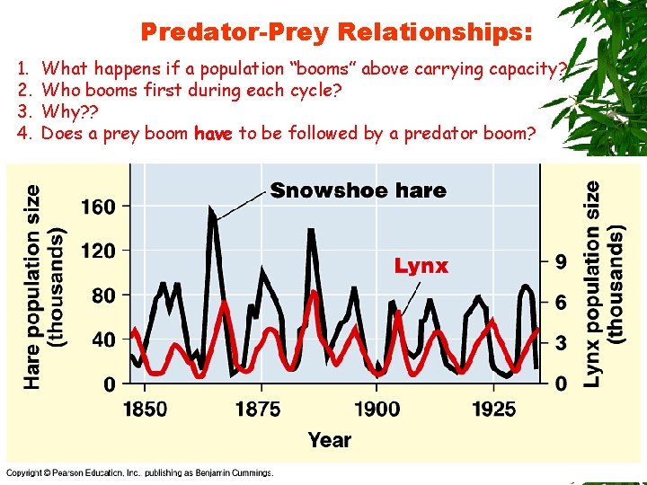 Predator-Prey Relationships: 1. 2. 3. 4. What happens if a population “booms” above carrying