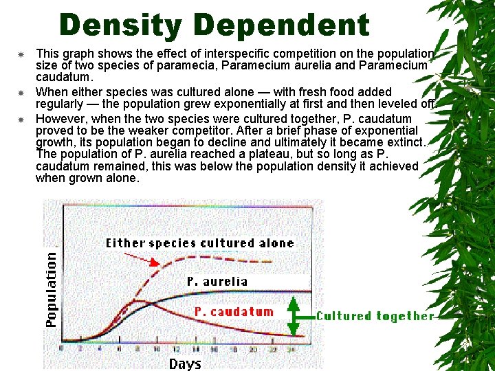 Density Dependent This graph shows the effect of interspecific competition on the population size