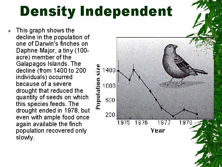 Density Independent This graph shows the decline in the population of one of Darwin's