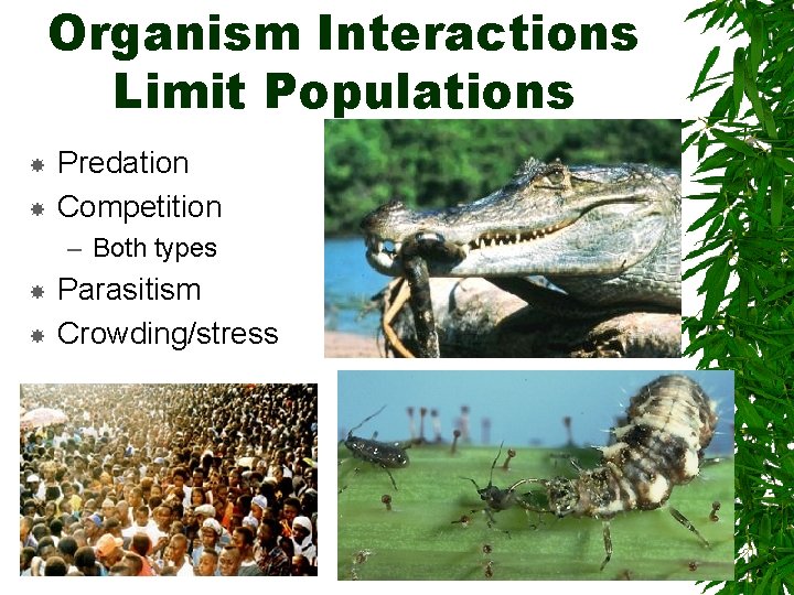Organism Interactions Limit Populations Predation Competition – Both types Parasitism Crowding/stress 