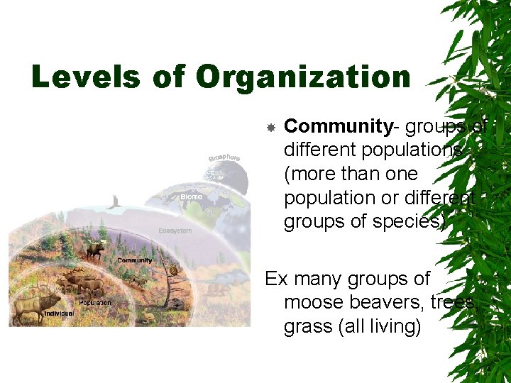 Levels of Organization Community- groups of different populations (more than one population or different