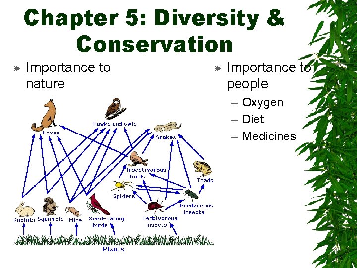 Chapter 5: Diversity & Conservation Importance to nature Importance to people – Oxygen –