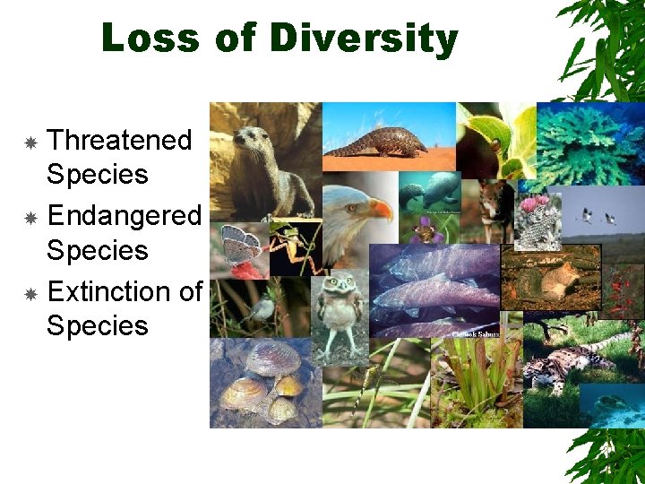 Loss of Diversity Threatened Species Endangered Species Extinction of Species 