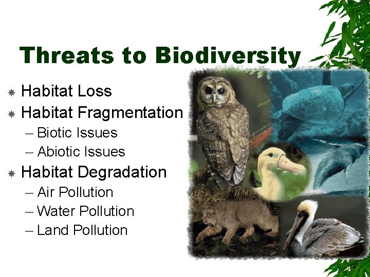 Threats to Biodiversity Habitat Loss Habitat Fragmentation – Biotic Issues – Abiotic Issues Habitat