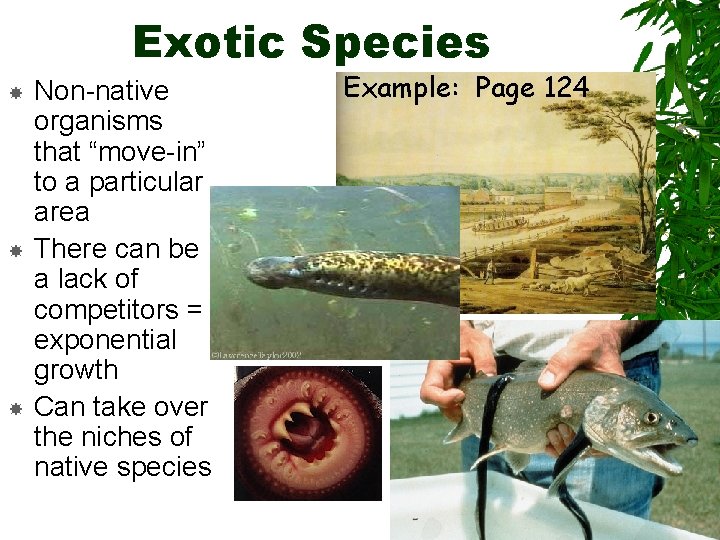 Exotic Species Non-native organisms that “move-in” to a particular area There can be a