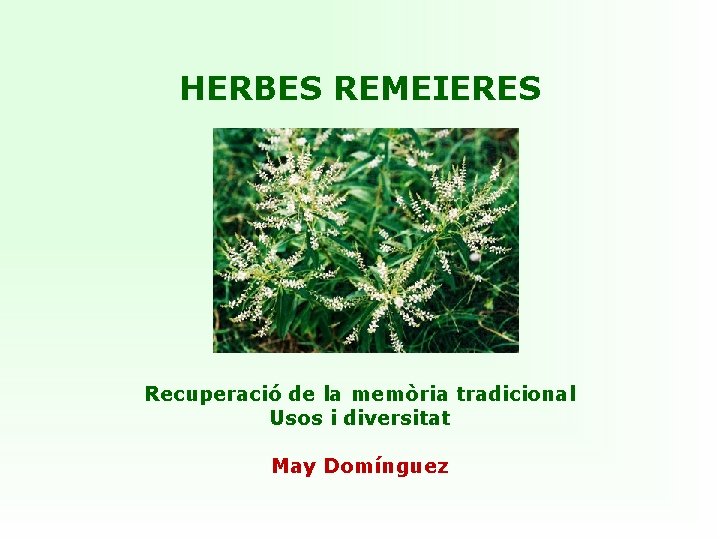 HERBES REMEIERES Recuperació de la memòria tradicional Usos i diversitat May Domínguez 