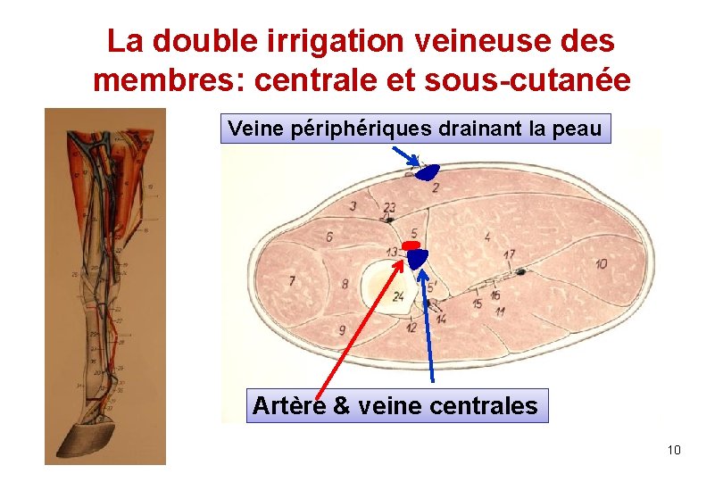 La double irrigation veineuse des membres: centrale et sous-cutanée Veine périphériques drainant la peau