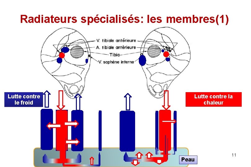 Radiateurs spécialisés: les membres(1) Lutte contre le froid Lutte contre la chaleur Peau 11