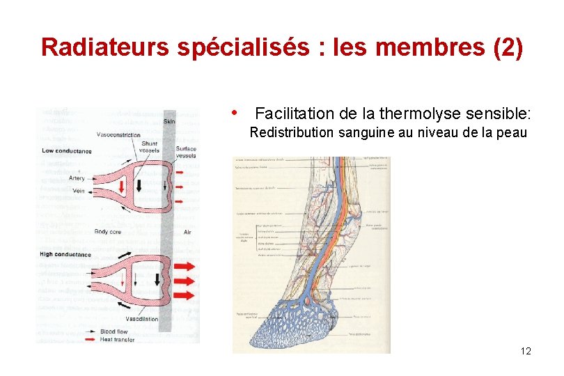 Radiateurs spécialisés : les membres (2) • Facilitation de la thermolyse sensible: Redistribution sanguine