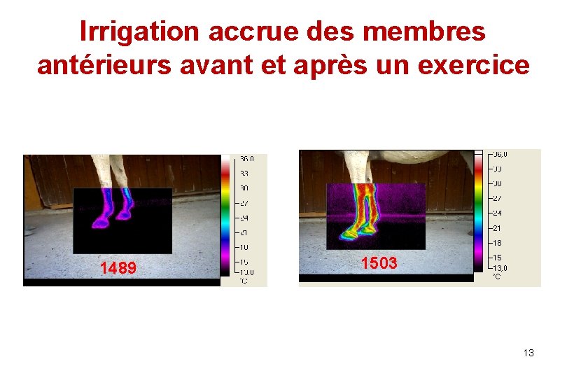 Irrigation accrue des membres antérieurs avant et après un exercice 1489 1503 13 