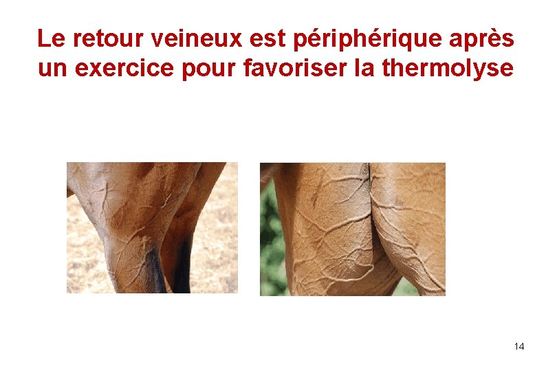 Le retour veineux est périphérique après un exercice pour favoriser la thermolyse 14 
