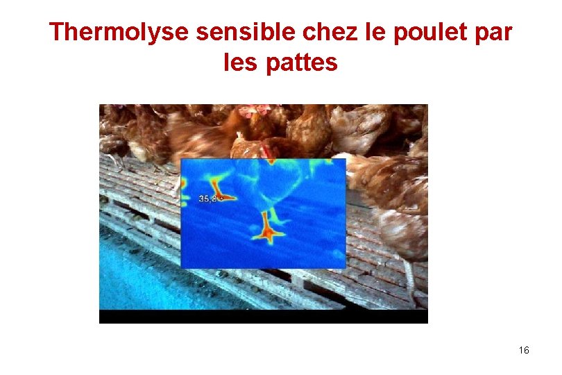 Thermolyse sensible chez le poulet par les pattes 16 