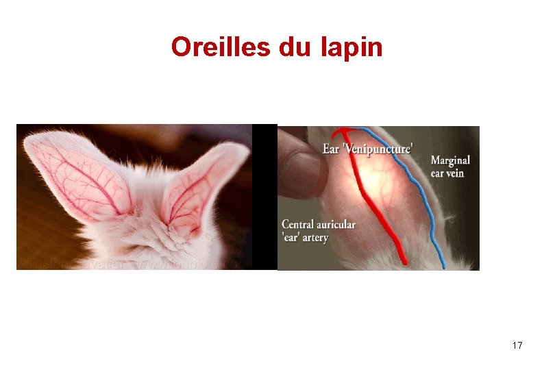 Oreilles du lapin 17 