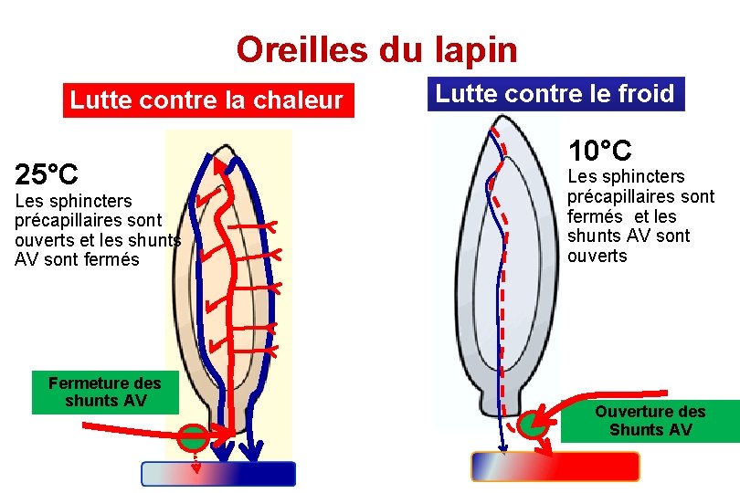Oreilles du lapin Lutte contre la chaleur 25°C Les sphincters précapillaires sont ouverts et
