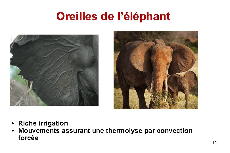 Oreilles de l’éléphant • Riche irrigation • Mouvements assurant une thermolyse par convection forcée