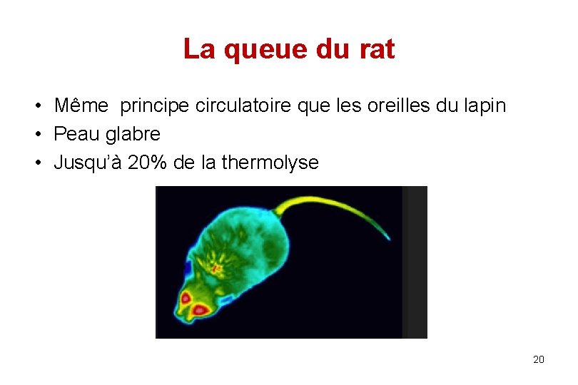 La queue du rat • Même principe circulatoire que les oreilles du lapin •