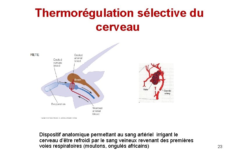  Thermorégulation sélective du cerveau Dispositif anatomique permettant au sang artériel irrigant le cerveau