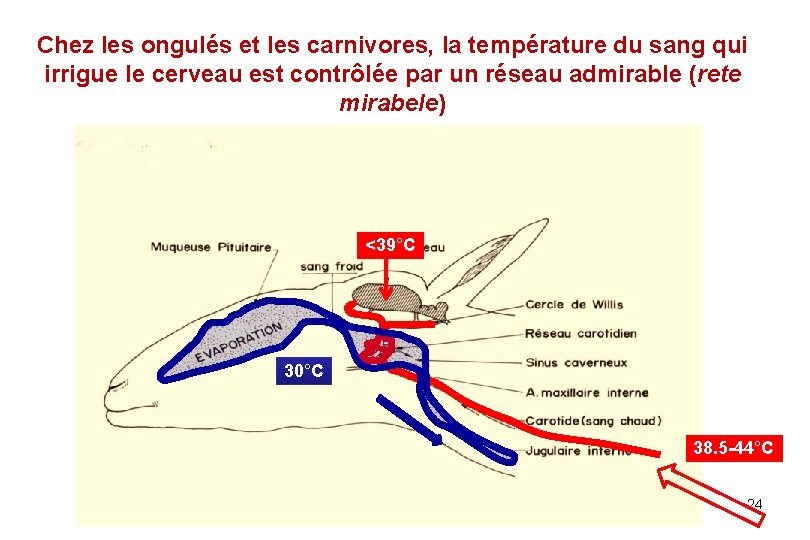 Chez les ongulés et les carnivores, la température du sang qui irrigue le cerveau