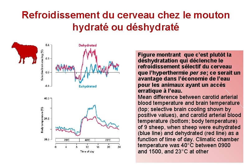 Refroidissement du cerveau chez le mouton hydraté ou déshydraté Figure montrant que c’est plutôt