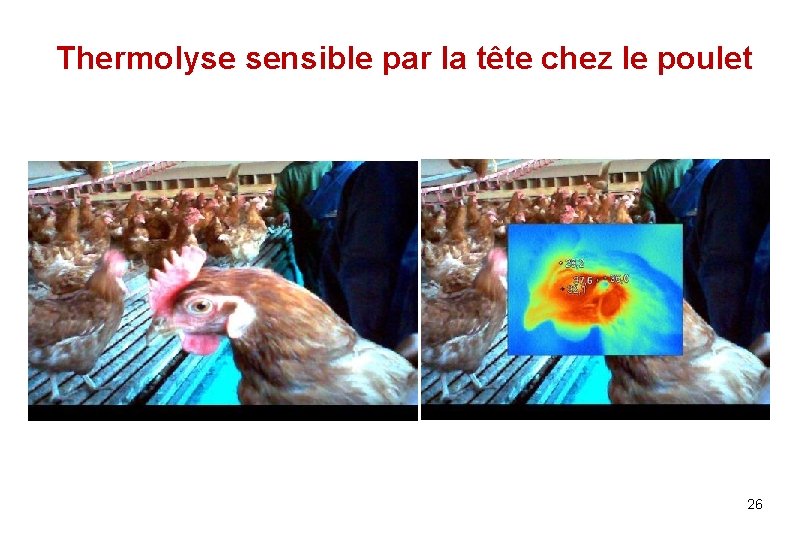 Thermolyse sensible par la tête chez le poulet 26 