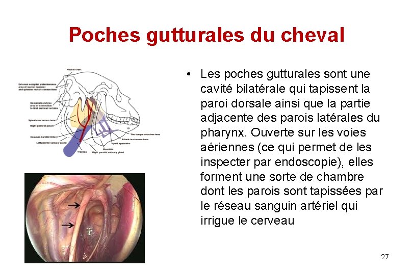Poches gutturales du cheval • Les poches gutturales sont une cavité bilatérale qui tapissent