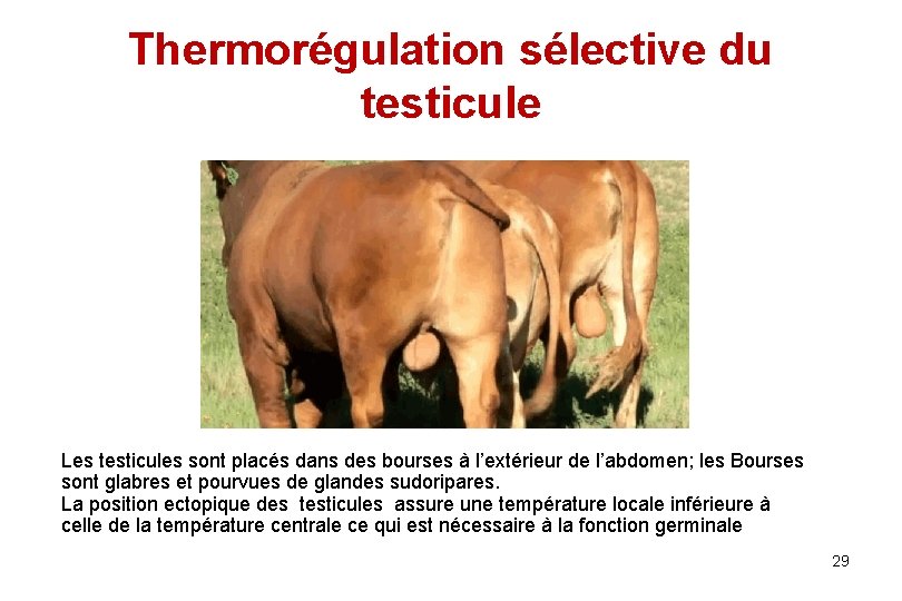 Thermorégulation sélective du testicule Les testicules sont placés dans des bourses à l’extérieur de