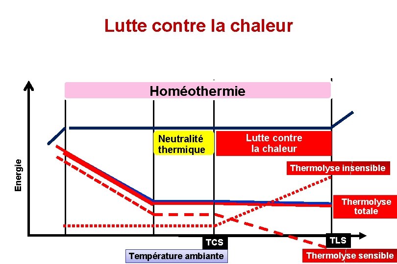 Lutte contre la chaleur Homéothermie Energie Neutralité thermique Lutte contre la chaleur Thermolyse insensible
