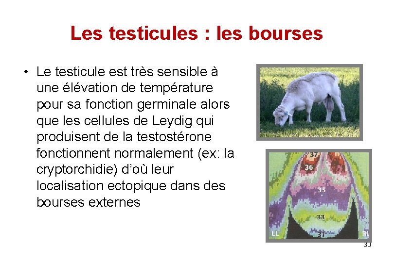 Les testicules : les bourses • Le testicule est très sensible à une élévation