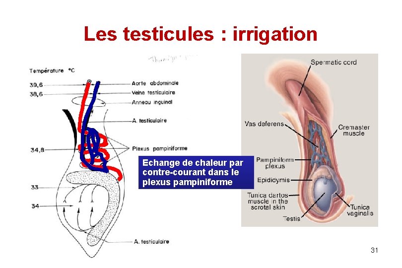 Les testicules : irrigation Echange de chaleur par contre-courant dans le plexus pampiniforme 31