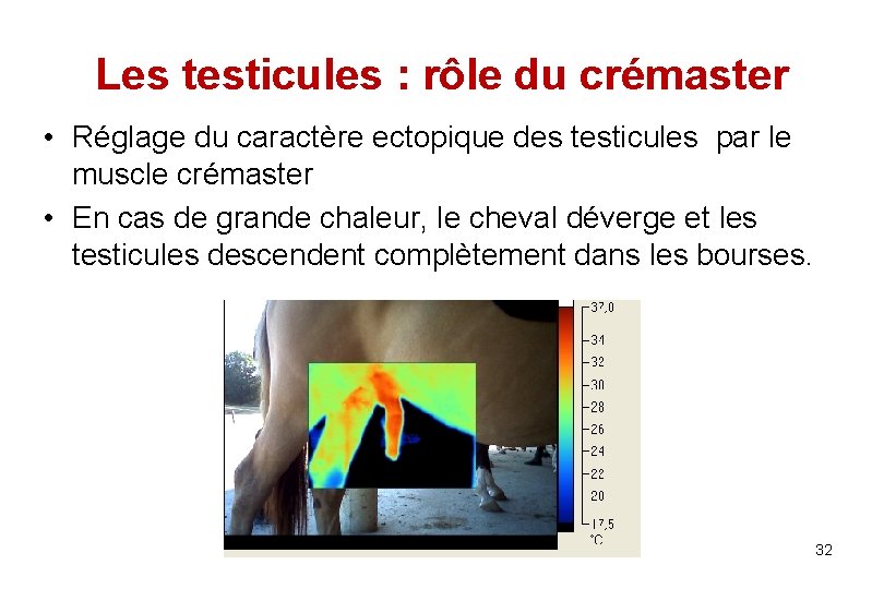 Les testicules : rôle du crémaster • Réglage du caractère ectopique des testicules par