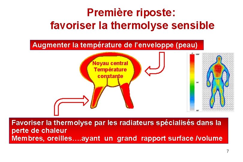 Première riposte: favoriser la thermolyse sensible Augmenter la température de l’enveloppe (peau) Noyau central