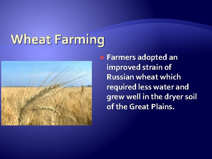 Wheat Farming Farmers adopted an improved strain of Russian wheat which required less water
