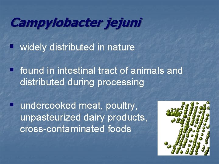 Campylobacter jejuni § widely distributed in nature § found in intestinal tract of animals