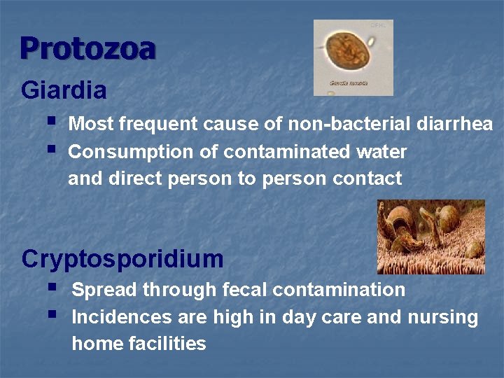 Protozoa Giardia § § Most frequent cause of non-bacterial diarrhea Consumption of contaminated water