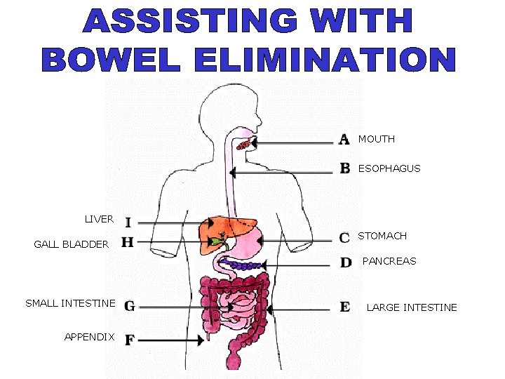 MOUTH ESOPHAGUS LIVER GALL BLADDER STOMACH PANCREAS SMALL INTESTINE APPENDIX LARGE INTESTINE 