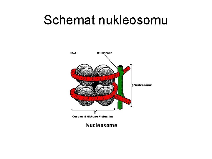 Schemat nukleosomu 