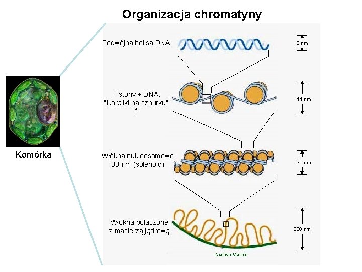 Organizacja chromatyny Podwójna helisa DNA 2 nm Histony + DNA. “Koraliki na sznurku” f