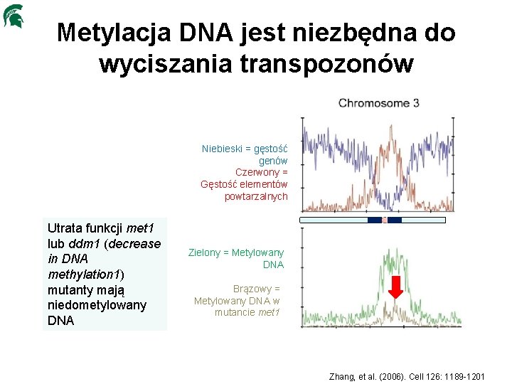 Metylacja DNA jest niezbędna do wyciszania transpozonów Niebieski = gęstość genów Czerwony = Gęstość