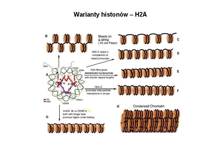 Warianty histonów – H 2 A 