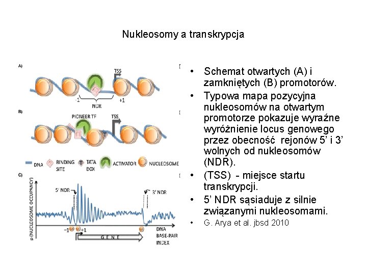 Nukleosomy a transkrypcja • Schemat otwartych (A) i zamkniętych (B) promotorów. • Typowa mapa